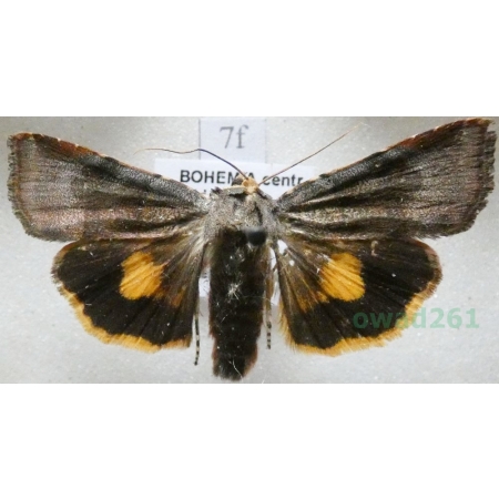 Noctua janthina Denis & Schiffermüller, 1775 Rolnica przepaska Czech7f